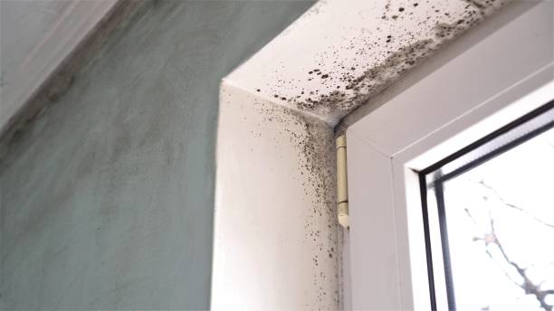 Best Residential Mold Removal  in Youngstown, NY