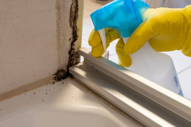 Best Mold Remediation  in Youngstown, NY