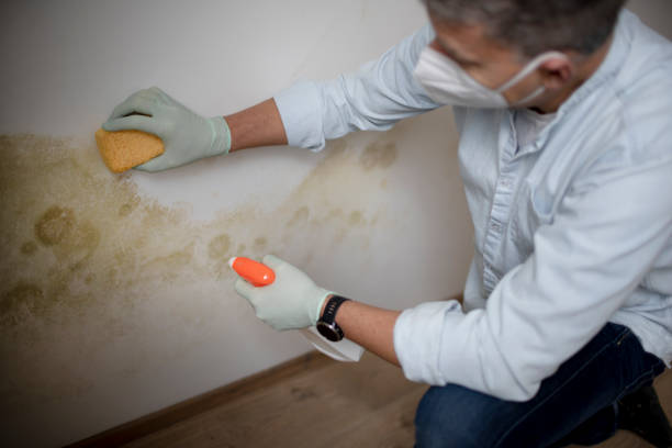 Best Commercial Mold Removal  in Youngstown, NY