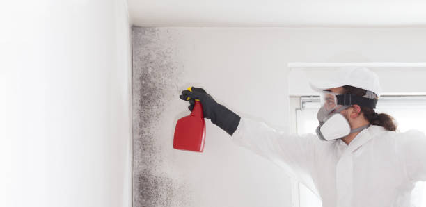 Best Professional Mold Removal  in Youngstown, NY