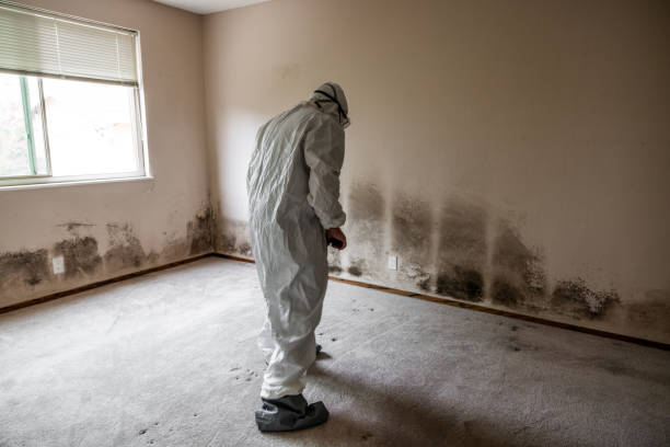 Mold Removal Process in Youngstown, NY