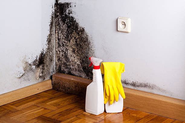 Best Certified Mold Removal  in Youngstown, NY