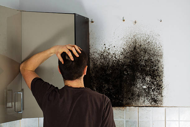 Office Mold Removal Services in Youngstown, NY